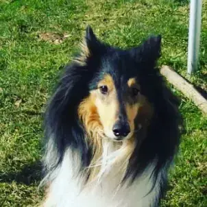 Border Collie Samsi