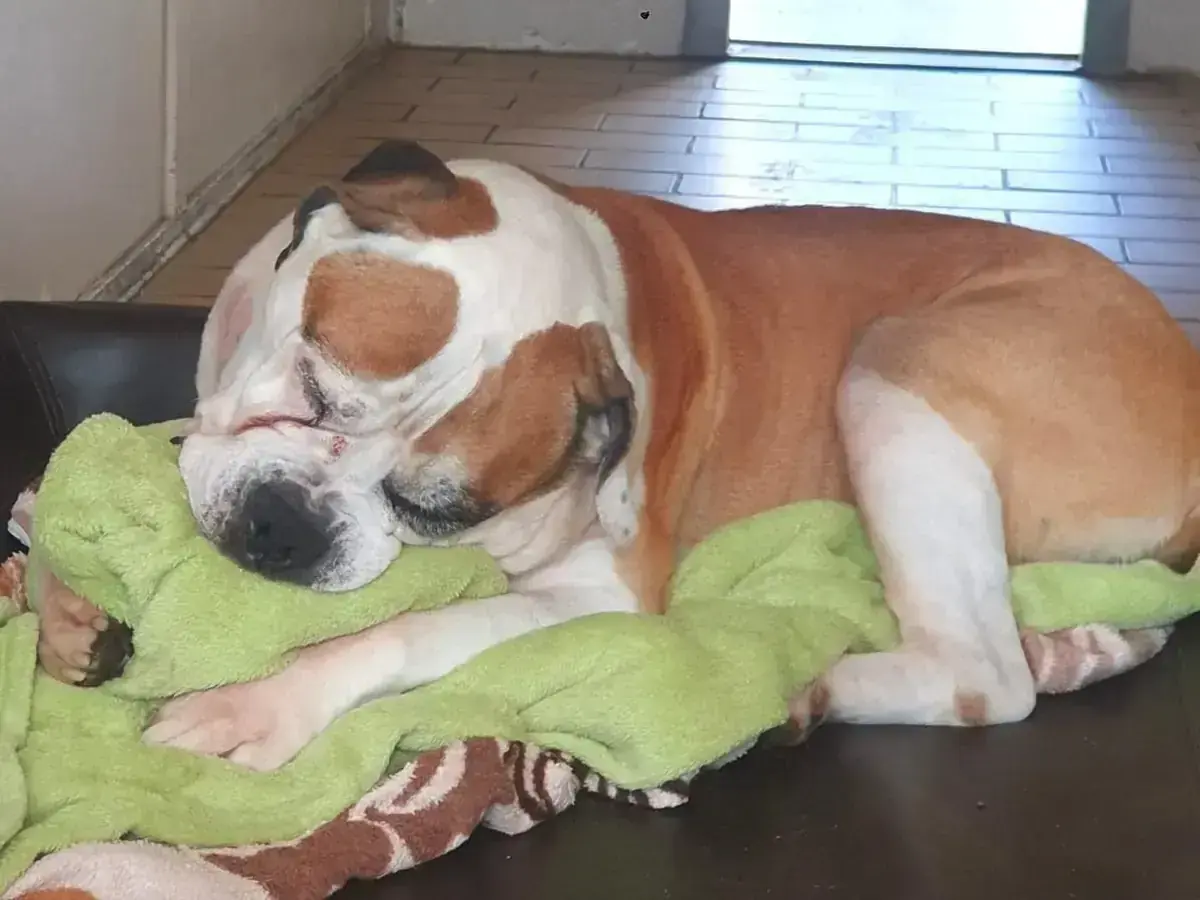Bodo – Hund – Bild 3