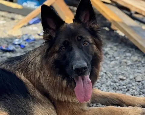 Nella - Deutscher Schäferhund - Bild 1