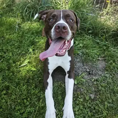 Rocky – Staffordshire Bullterrier, Labrador Retriever – Bild 5