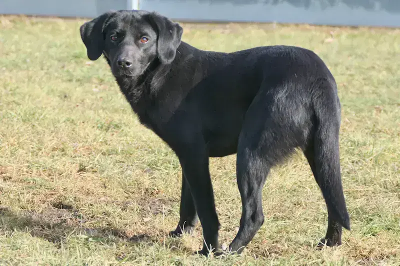Labrador Retriever-Mix Zora