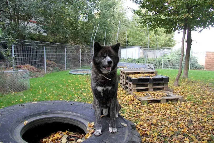 Thor - Akita - Bild 6