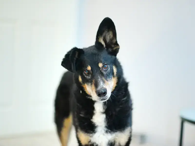 Jasper -  - Bild 2