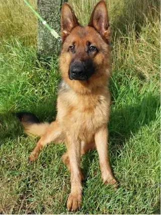 Tizian - Deutscher Schäferhund - Bild 3