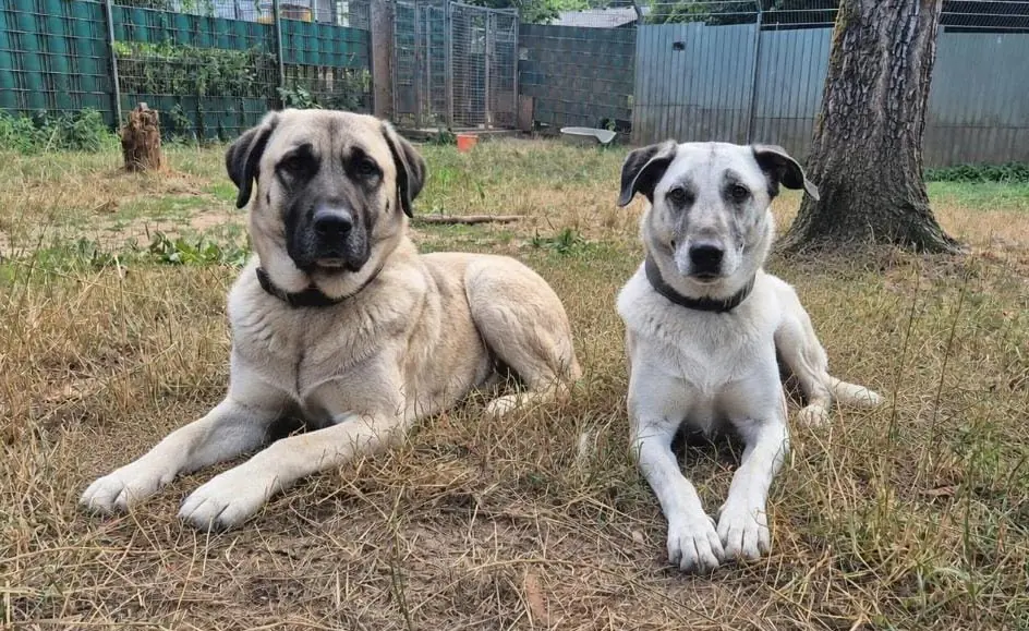 Otis - Kangal-Hirtenhund - Bild 3