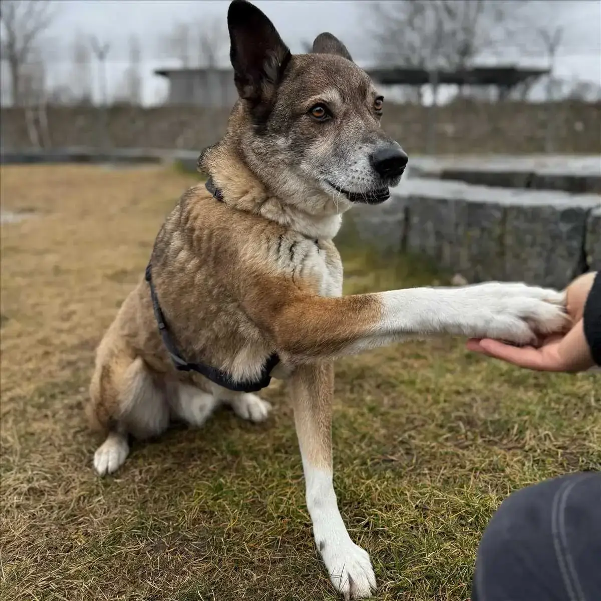 WILLY - Deutscher Schäferhund - Bild 1