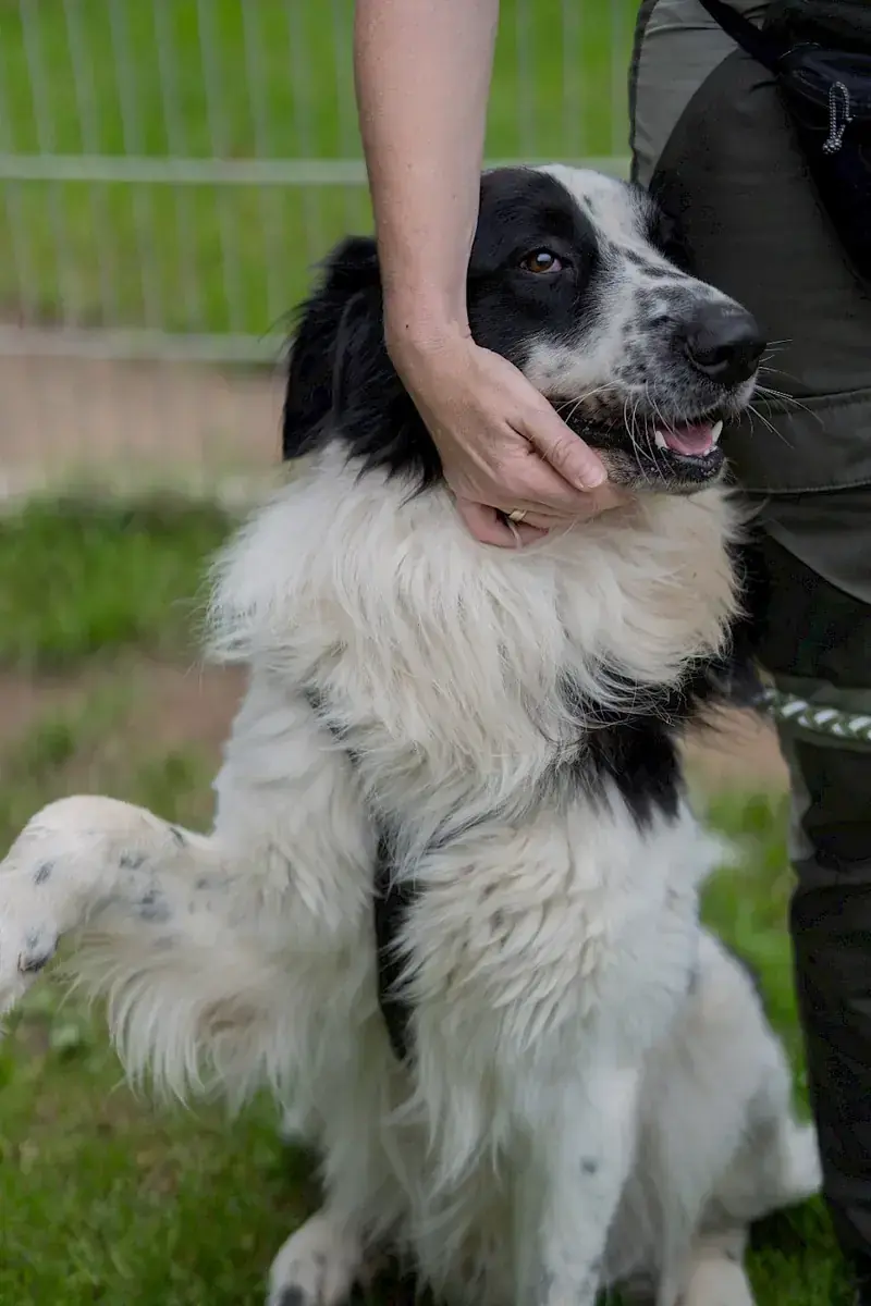 Pongo -  - Bild 7