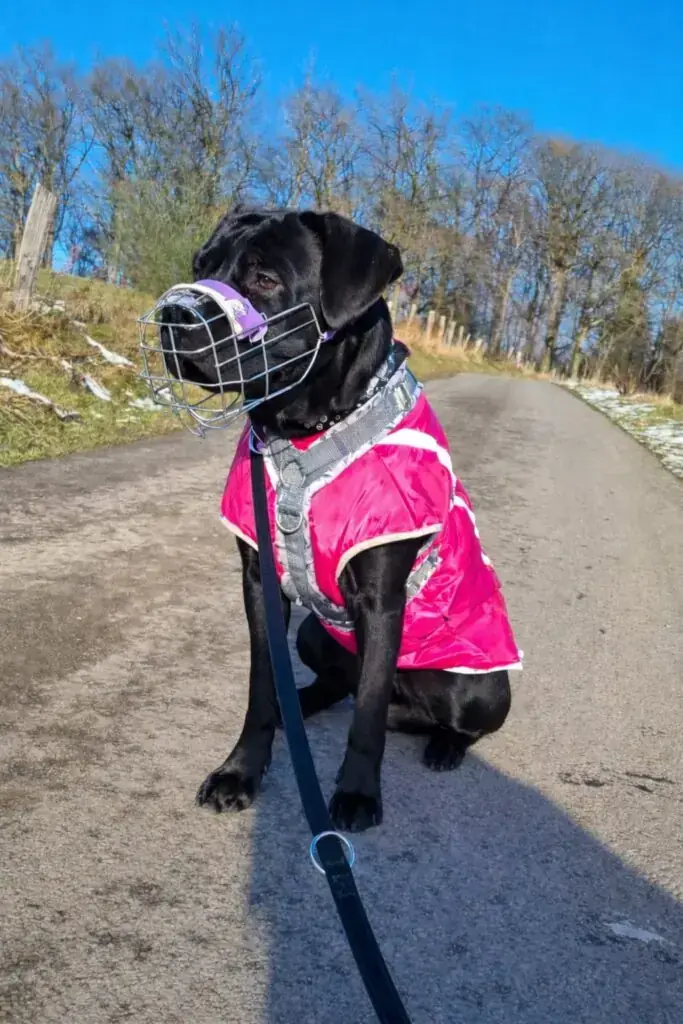 Skyler - Cane Corso Italiano - Bild 1