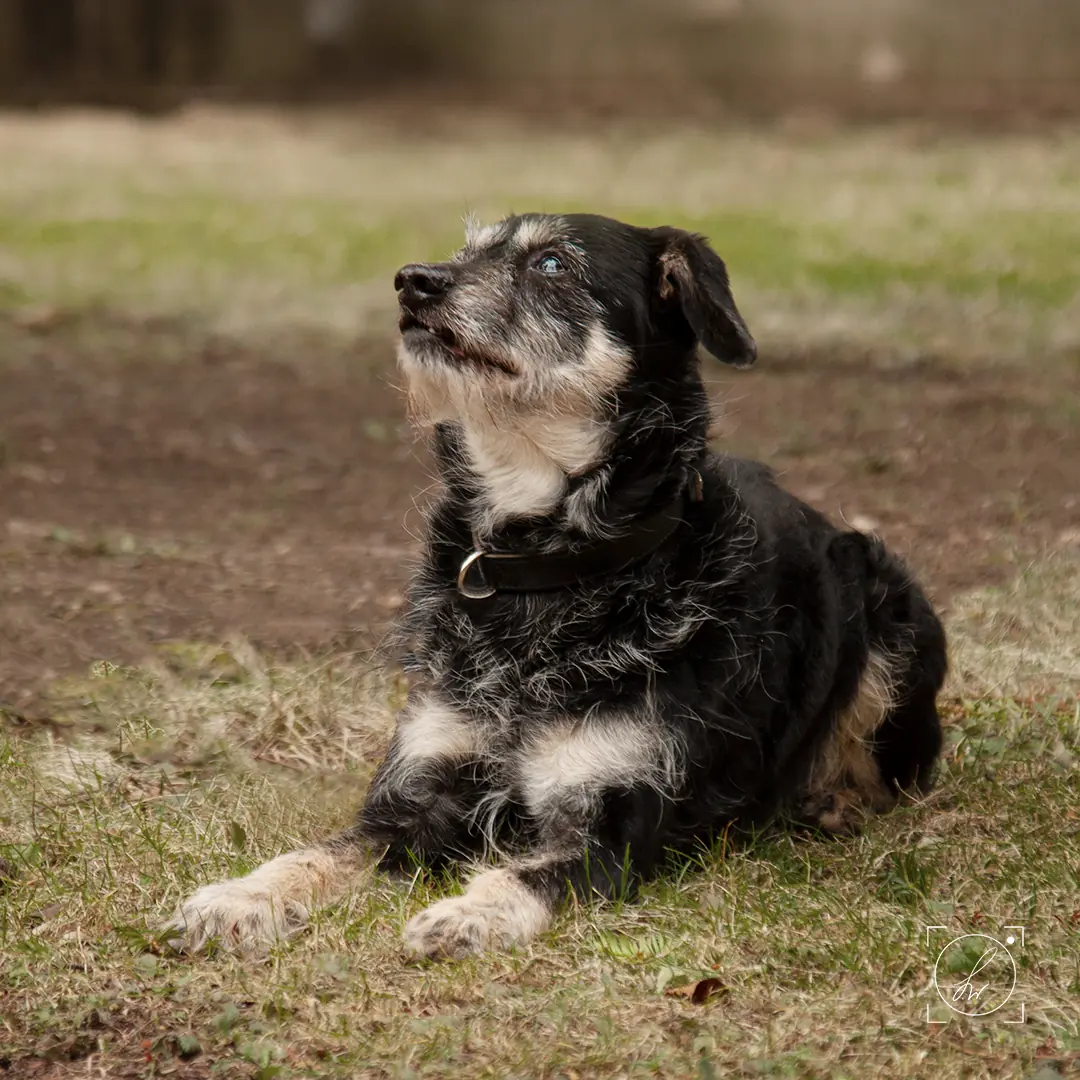 Dyrektor -  - Bild 6