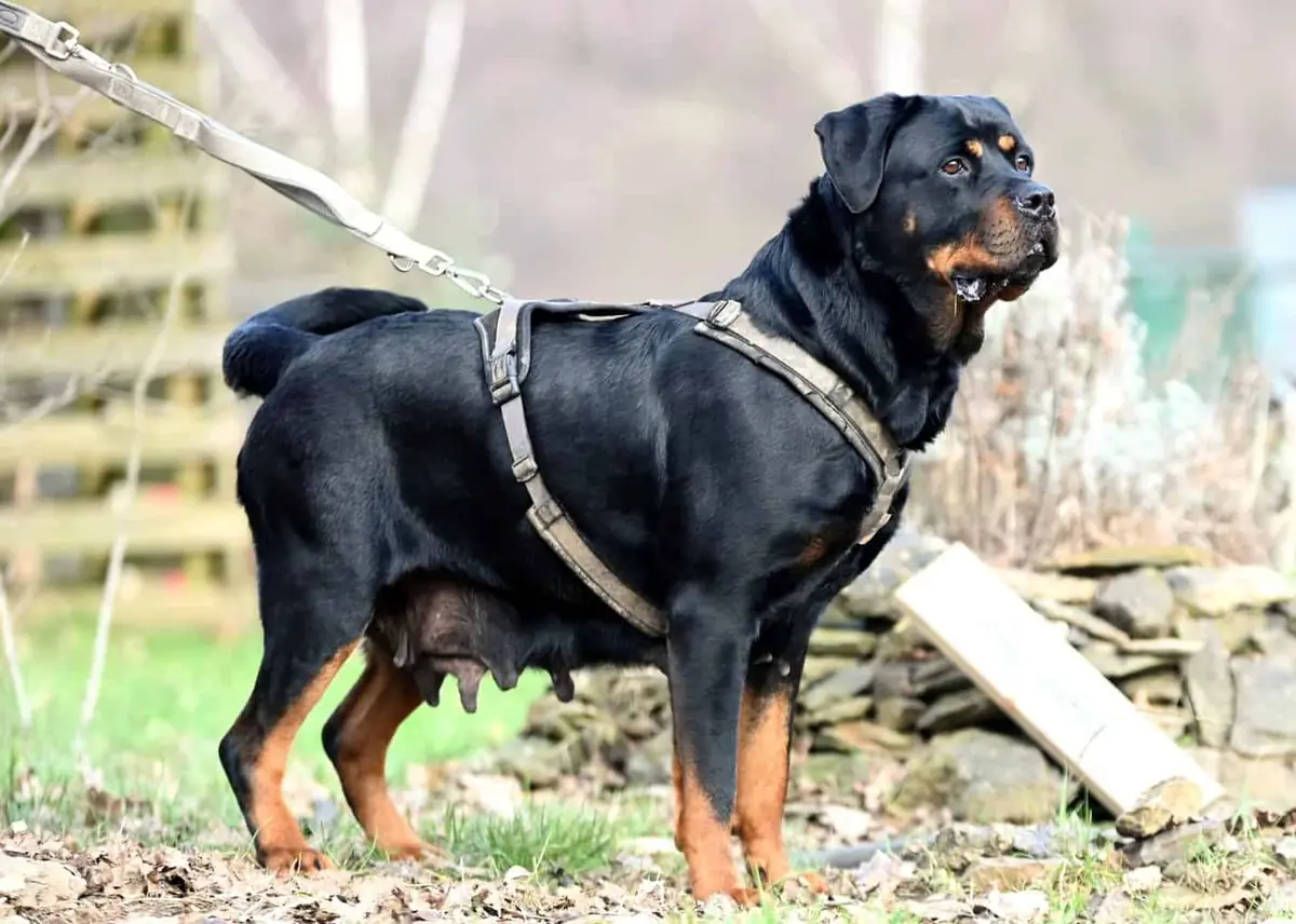 Mara - Rottweiler - Bild 3