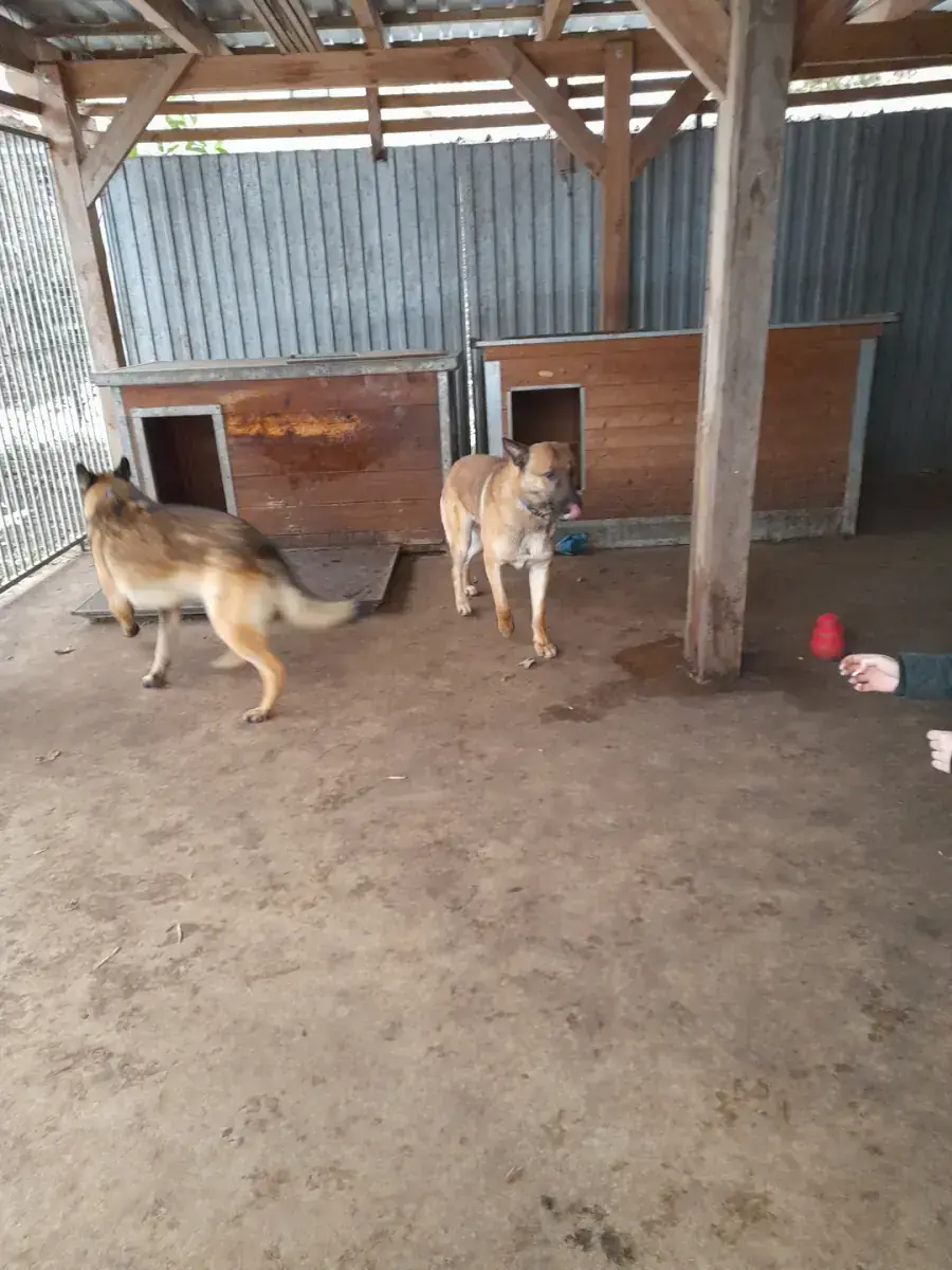 Barek - Deutscher Schäferhund - Bild 2