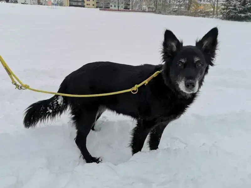 Raja – Hund – Bild 9