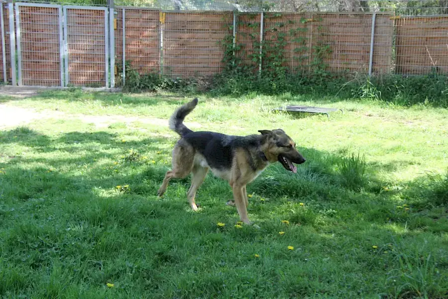Billy - Deutscher Schäferhund - Bild 3