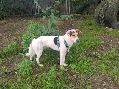 Henry – Mischling – Bild 4