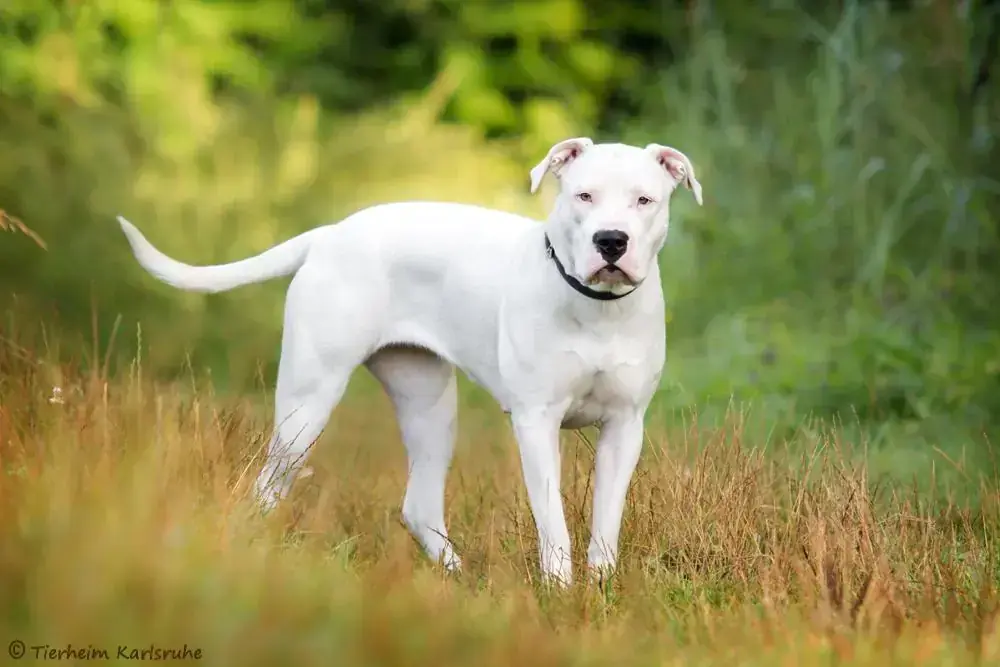 Bella - Dogo Argentino - Bild 2