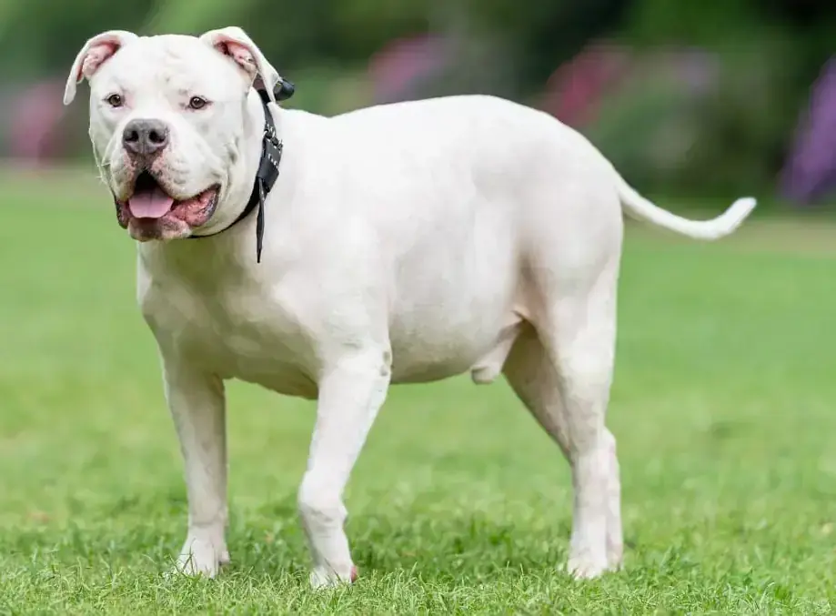 Togo - American Staffordshire Terrier - Bild 3