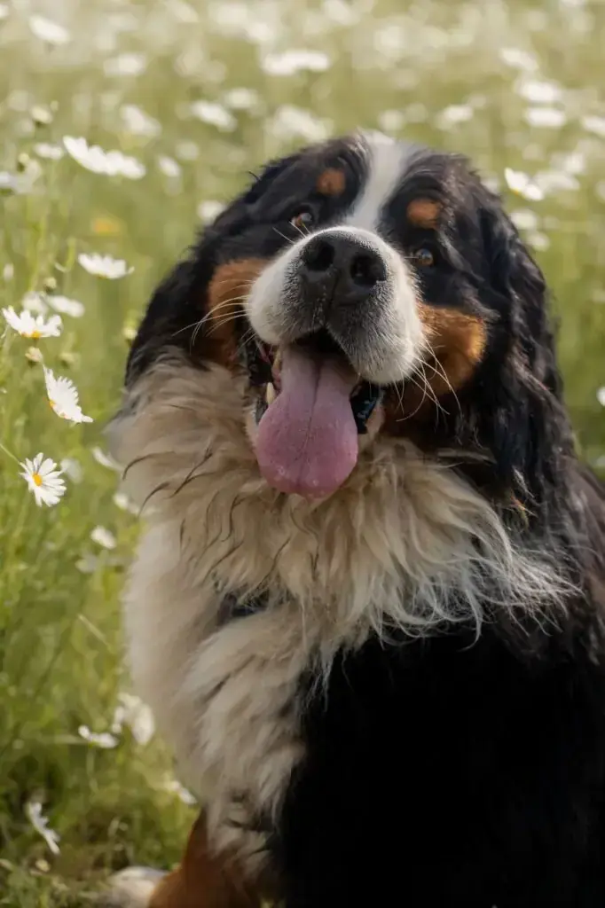 Berner Sennenhund Otto