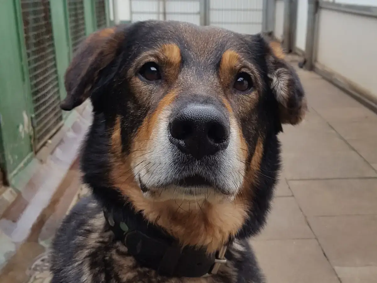 Sammy - Deutscher Schäferhund - Bild 3