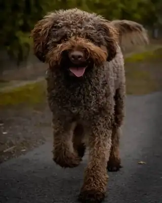 Cody – Lagotto Romagnolo – Bild 2