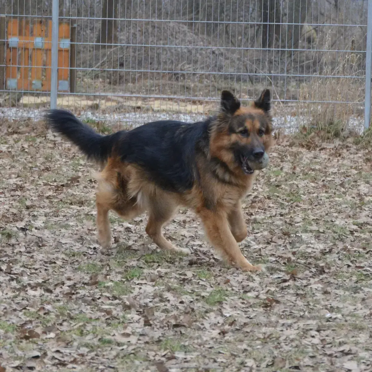 Asta - Deutscher Schäferhund - Bild 3