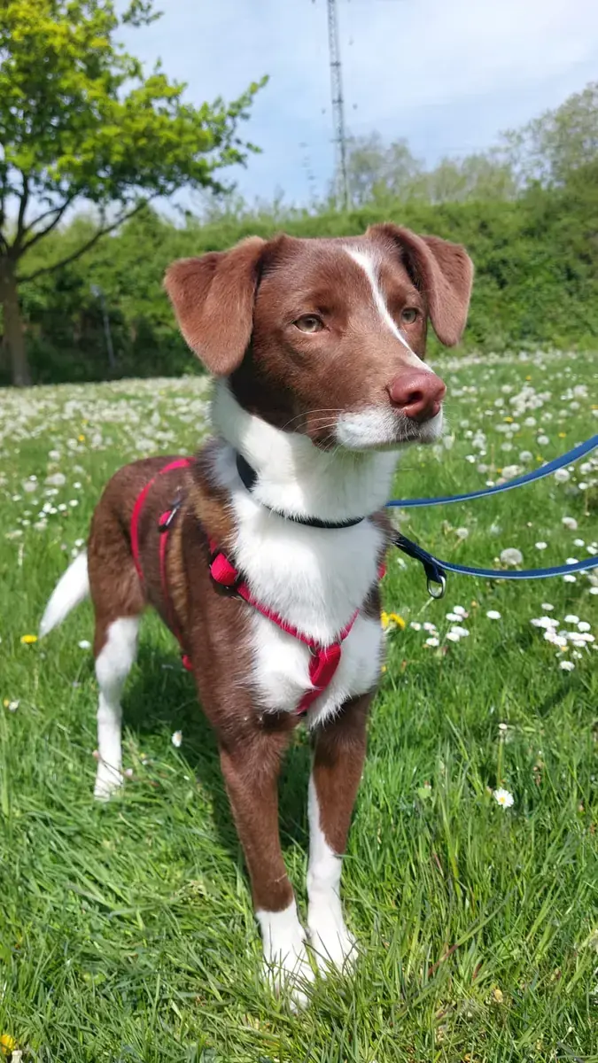 Lupo -  - Bild 1