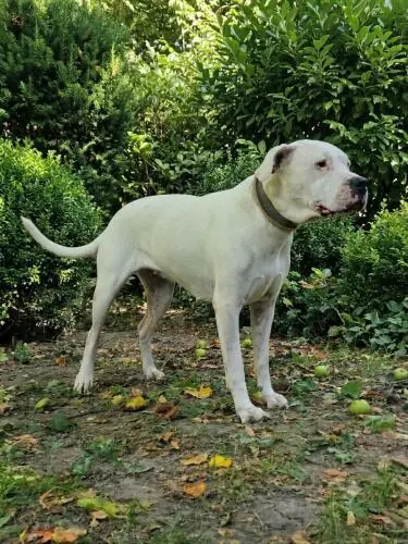 Margo - Dogo Argentino - Bild 4
