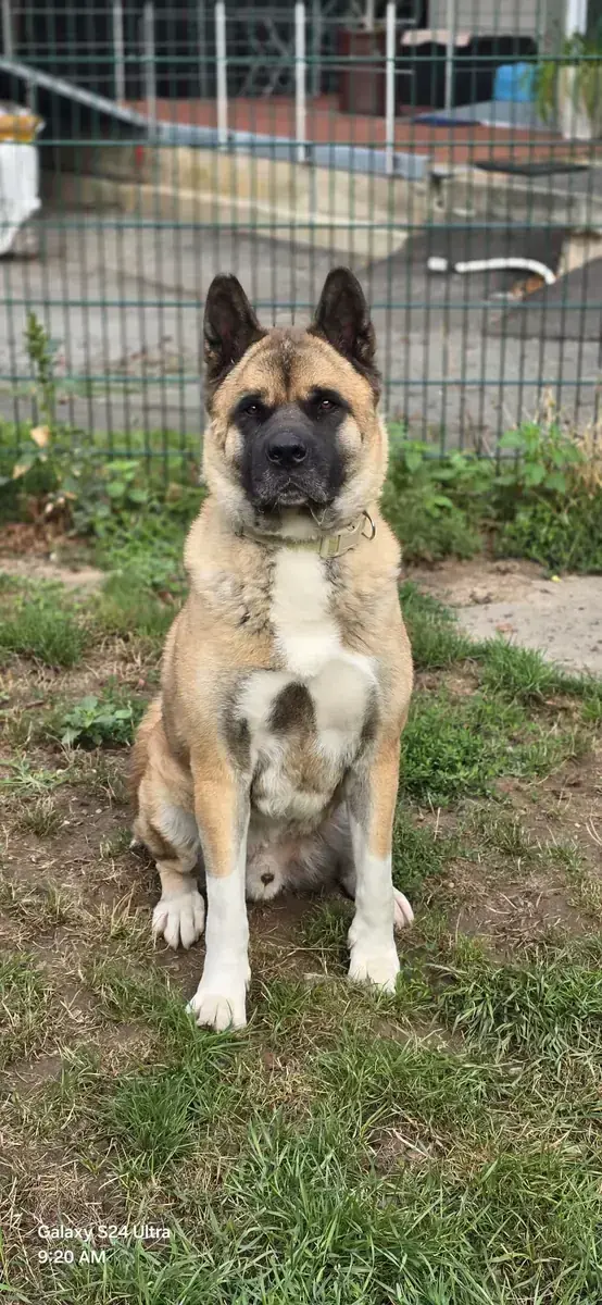 Hund Joe