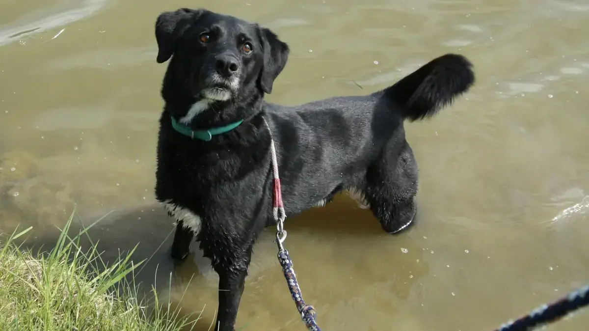 Bucky - Labrador Retriever - Bild 1