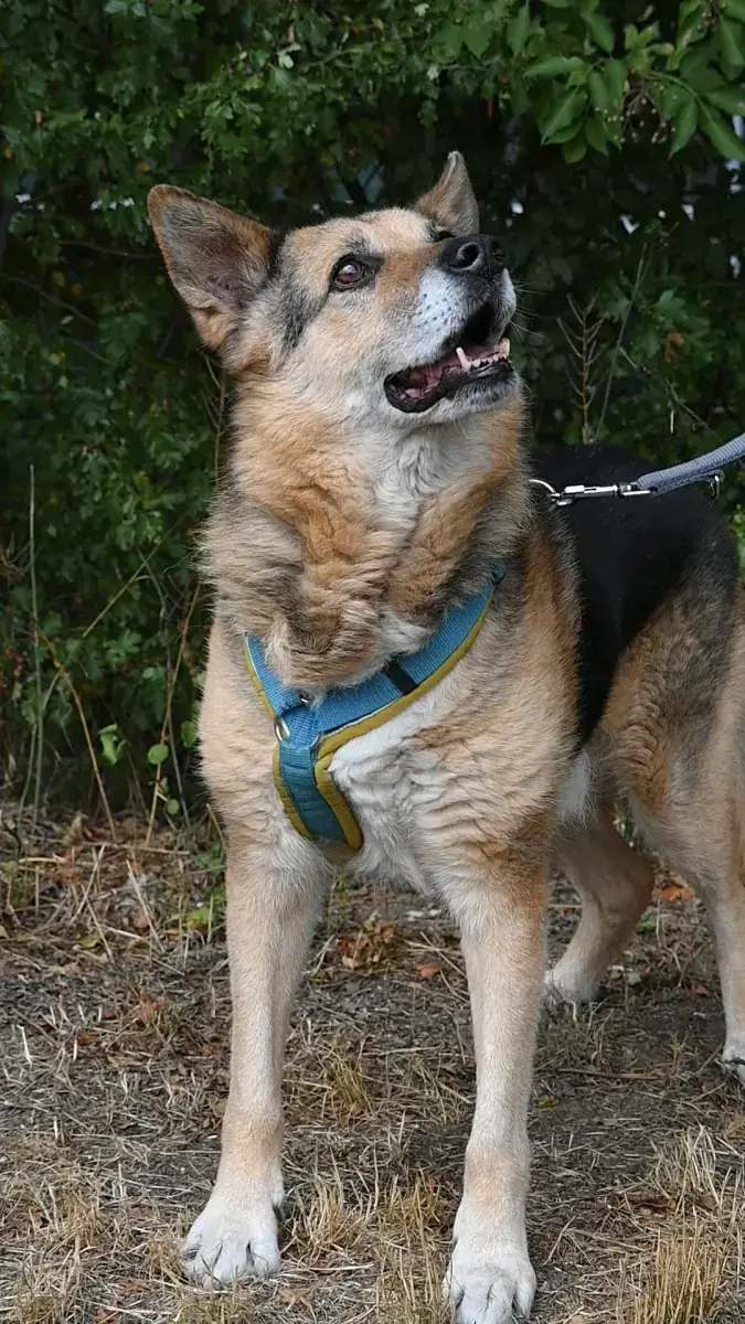 Leevi -  - Bild 6