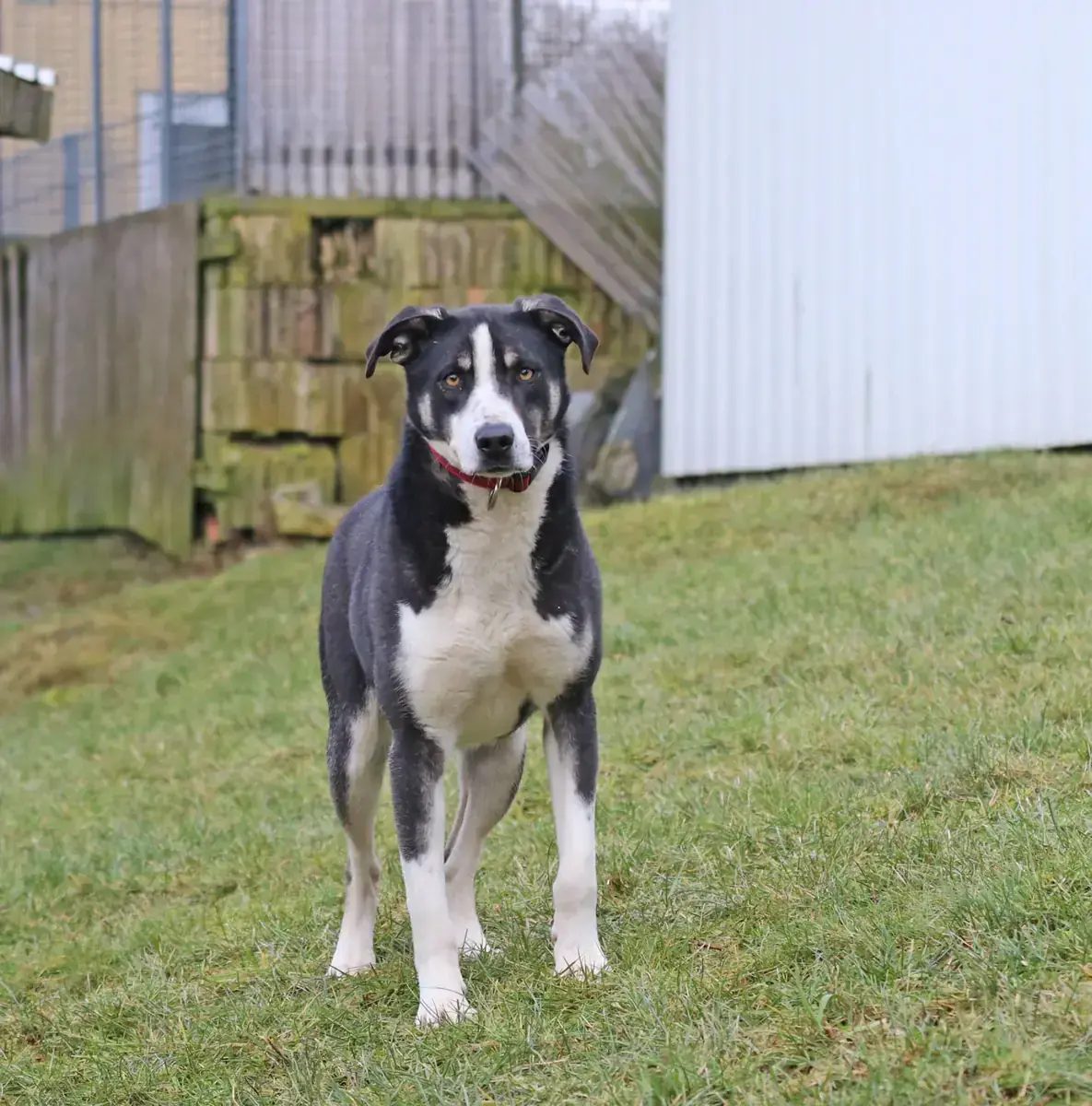 Buddy -  - Bild 10