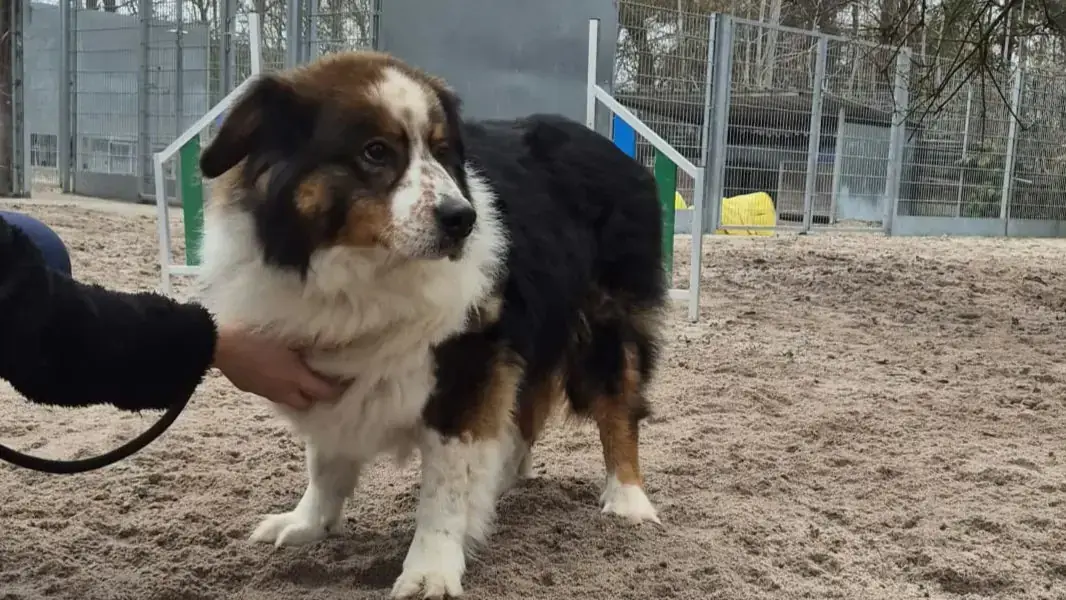 Ben -  - Bild 1
