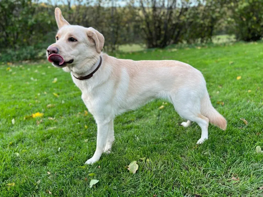 Skyla - Deutscher Schäferhund - Bild 1