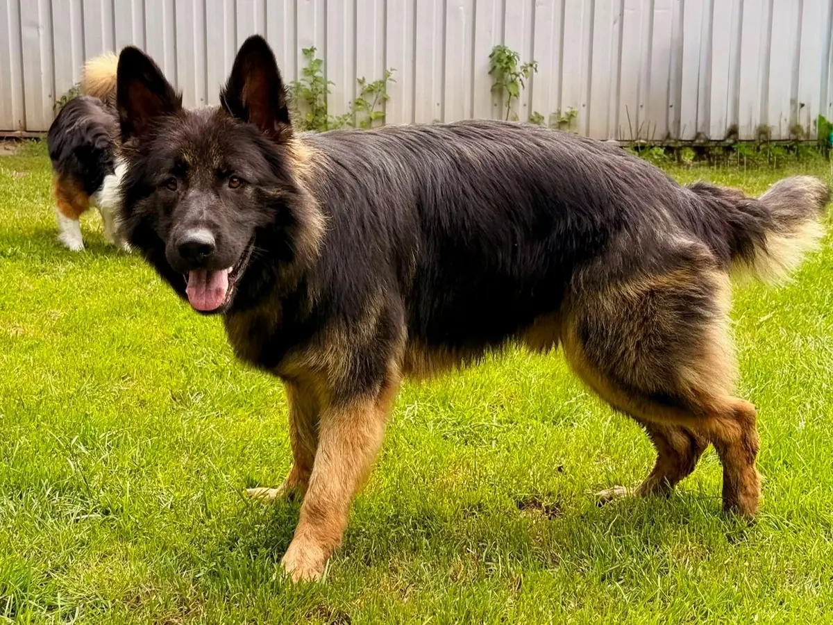 Bobby - Deutscher Schäferhund - Bild 1