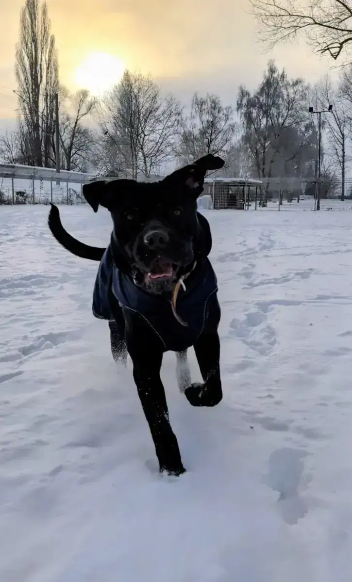 Marlin – Cane Corso Italiano – Bild 2