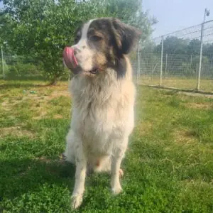 Georgie -  - Bild 4