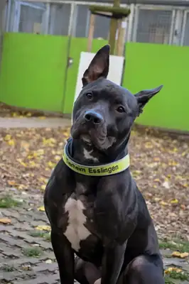 Ares – Hund – Bild 4