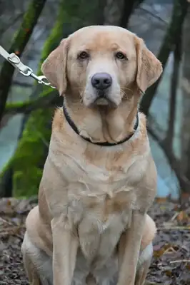 Benito – Labrador Retriever – Bild 2