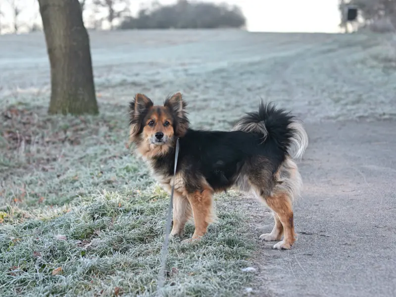 Loui -  - Bild 46
