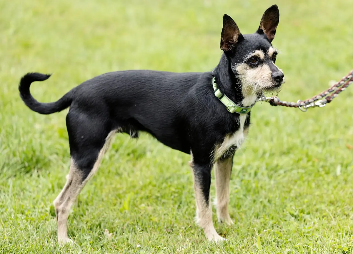 Patu - Riesenschnauzer, Afghanischer Windhund - Bild 2