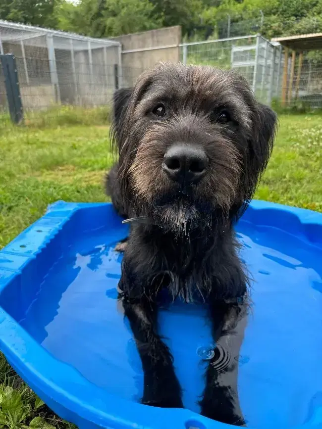 Kalle - Riesenschnauzer - Bild 3