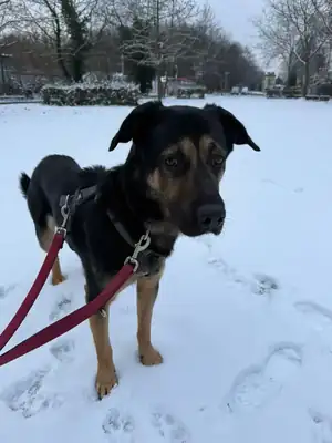 Baghira – Deutscher Schäferhund – Bild 7