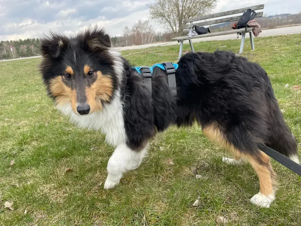 Border Collie Buscuit