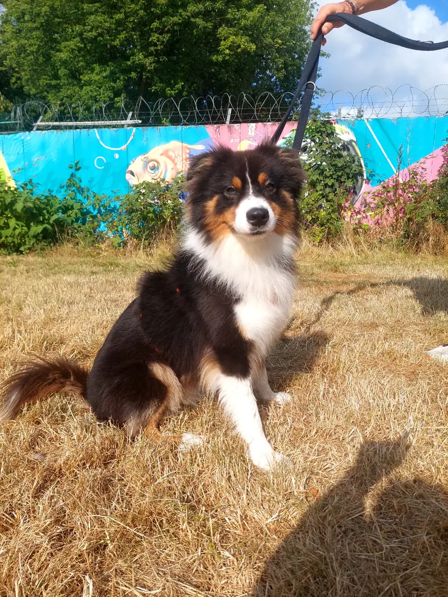 Hayato - Australian Shepherd - Bild 1