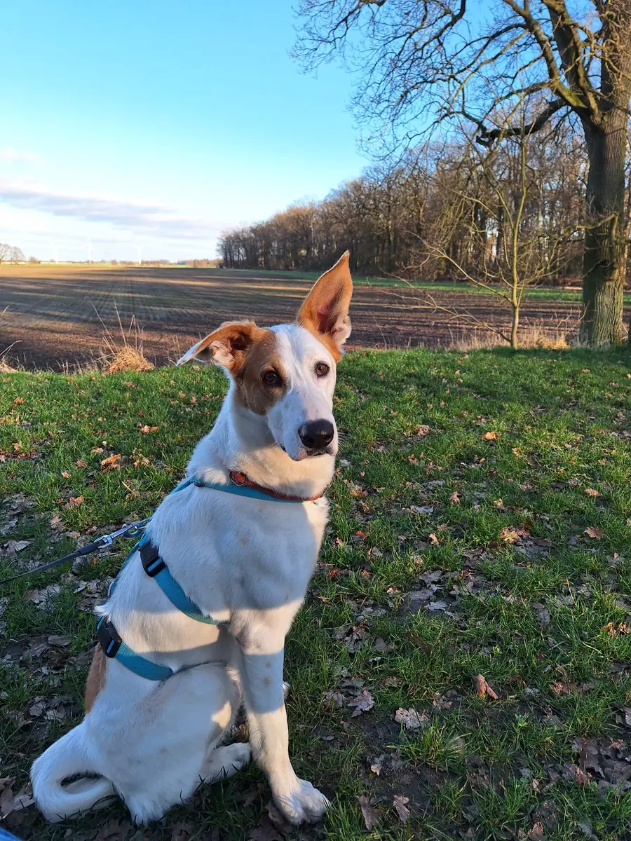 Duke - Podenco Canario - Bild 5