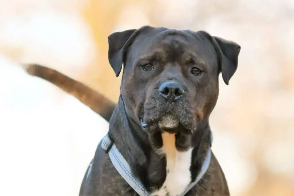 Odin -  - Bild 1