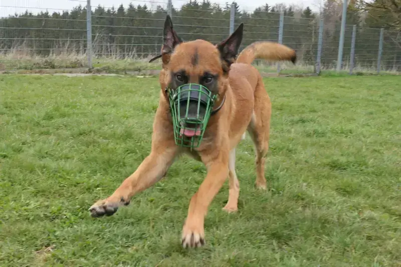 Belgischer Schäferhund Khay