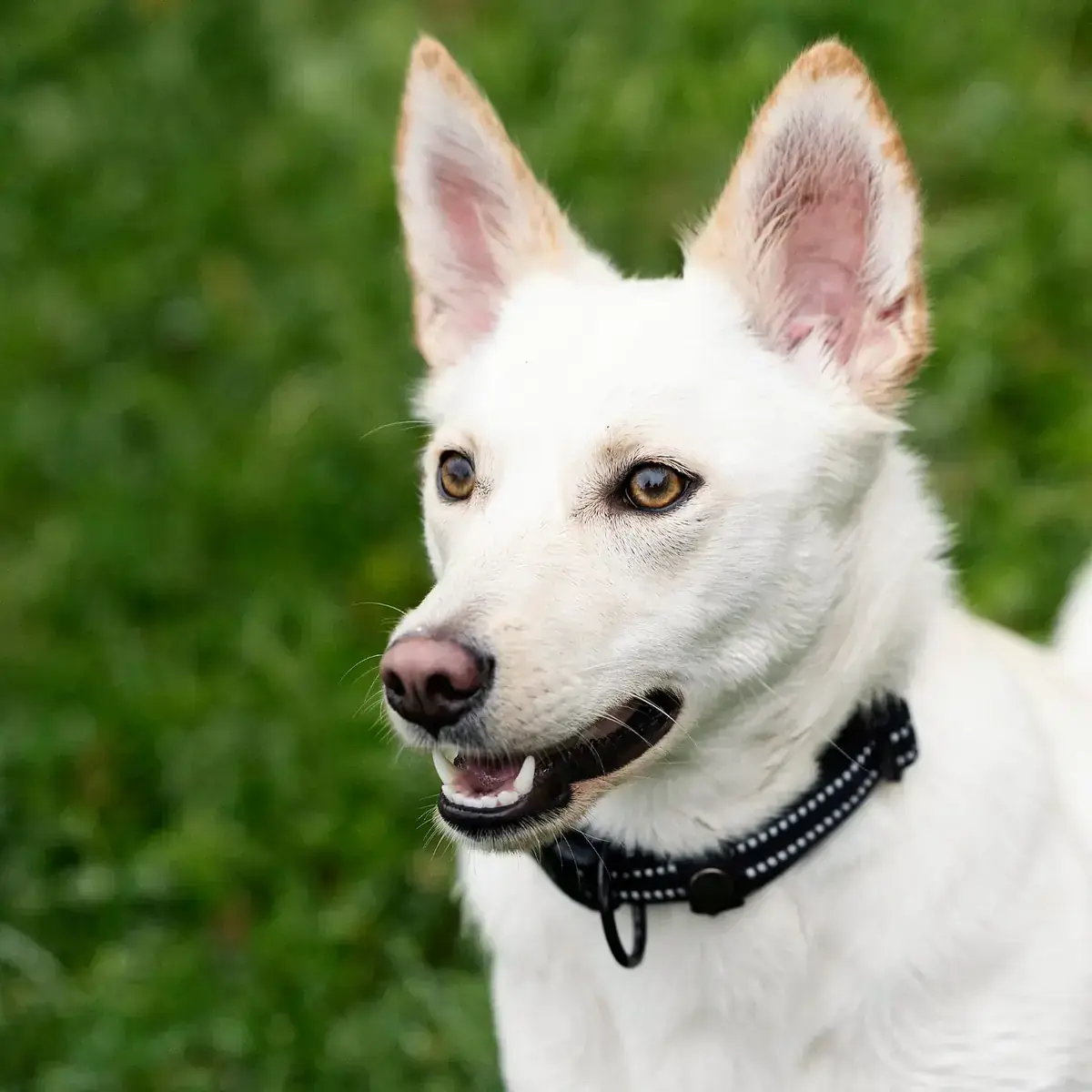 Deutscher Schäferhund-Mix Ivy