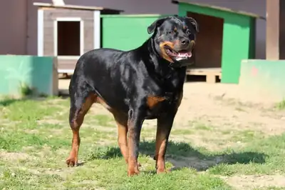 Sindy – Rottweiler – Bild 3