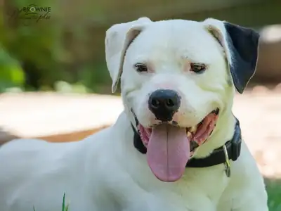 Hades – Dogo Argentino – Bild 3