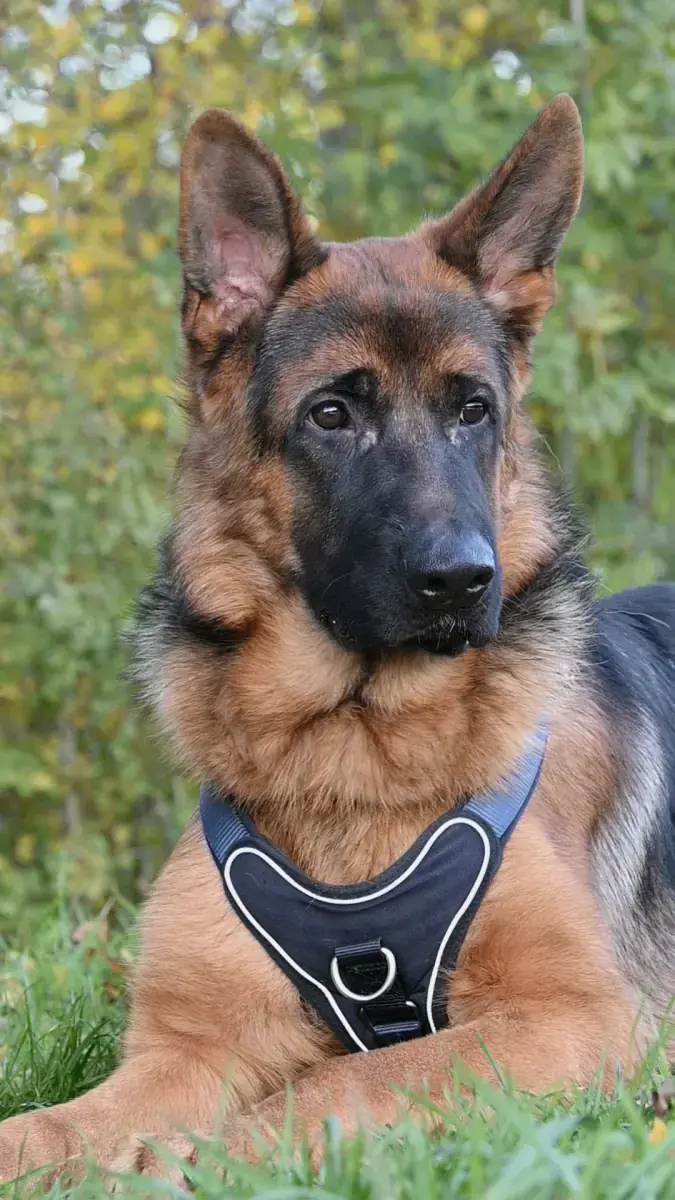 Evoli - Deutscher Schäferhund - Bild 12